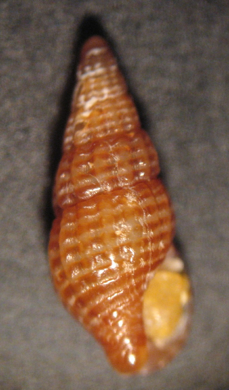 Chauvetia turritellata